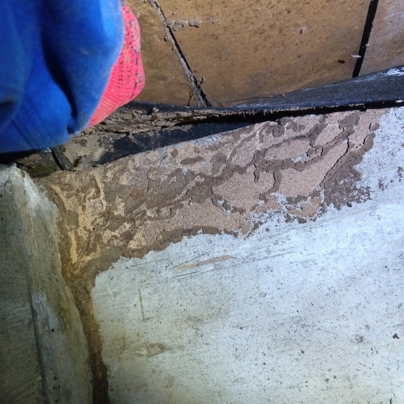 築年数50年のシロアリ駆除の施工事例（茨城県結城市上山川）
