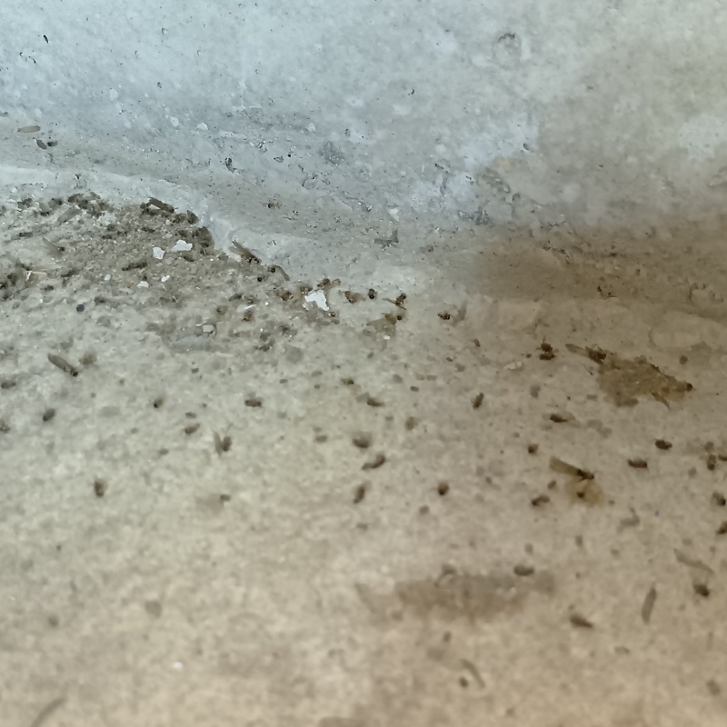 築年数25年のシロアリ駆除の施工事例（福岡県糟屋郡宇美町ゆりが丘）