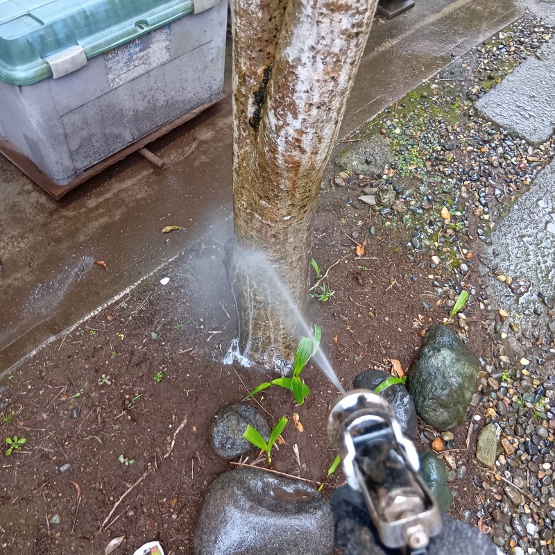 庭木にシロアリ駆除剤を散布