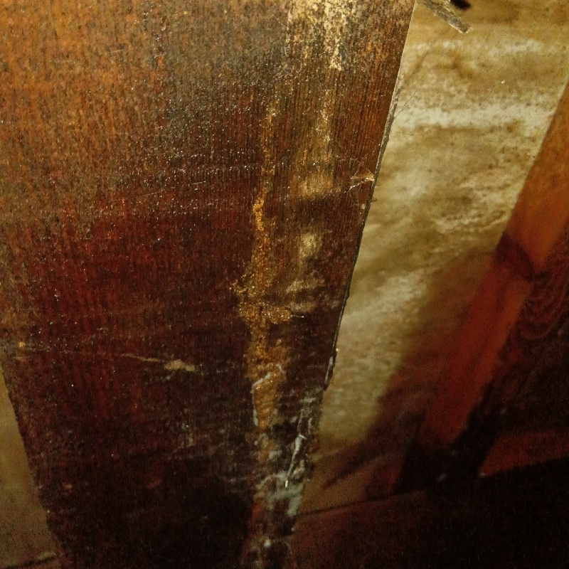 築年数40年のシロアリ駆除の施工事例（石川県白山市）