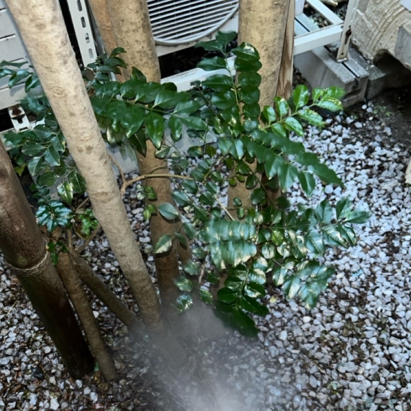 庭の草木にシロアリ駆除剤を散布