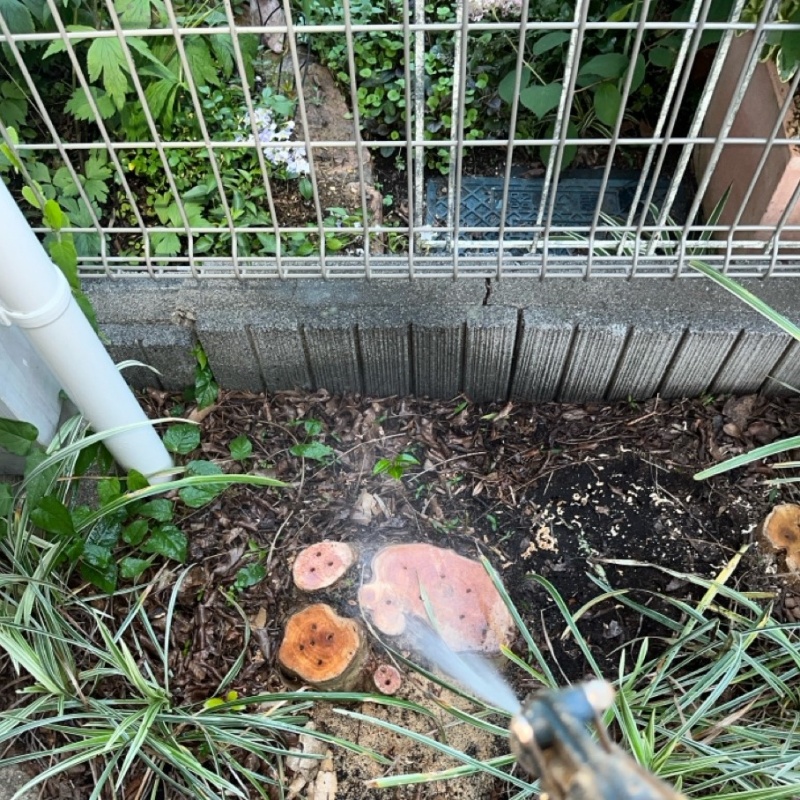 敷地内の切り株にシロアリ駆除剤を散布