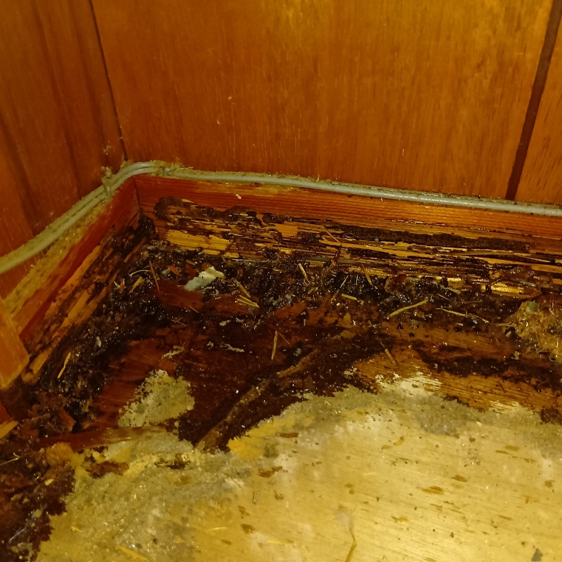 築年数50年のシロアリ駆除の施工事例（愛知県名古屋市中村区亀島）