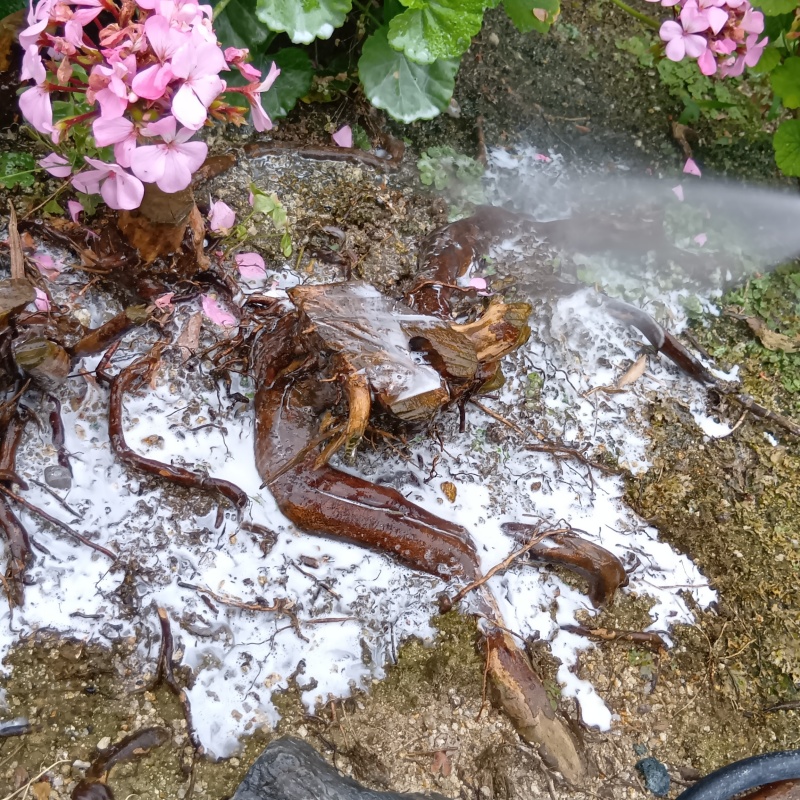 庭木にシロアリ駆除剤を散布