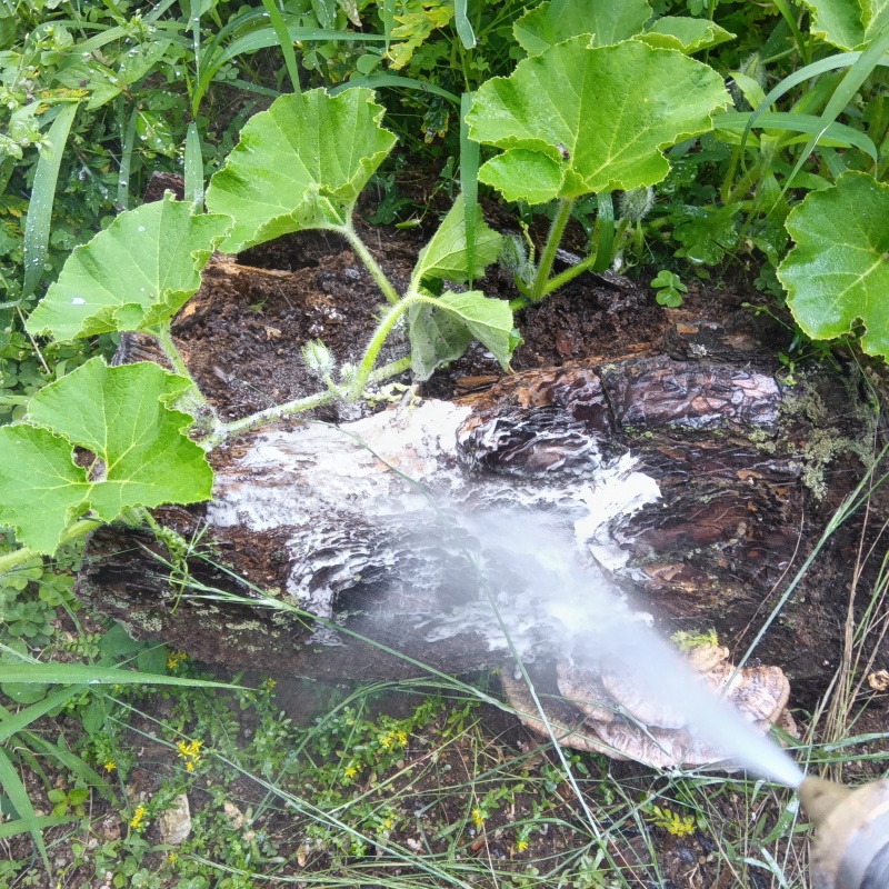 屋外の地面にシロアリ駆除剤を散布