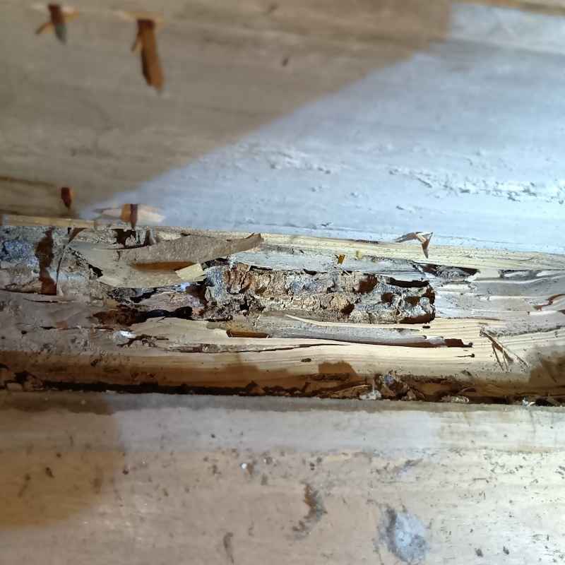 築年数50年のシロアリ駆除の施工事例（福岡県北九州市八幡西区瀬板）