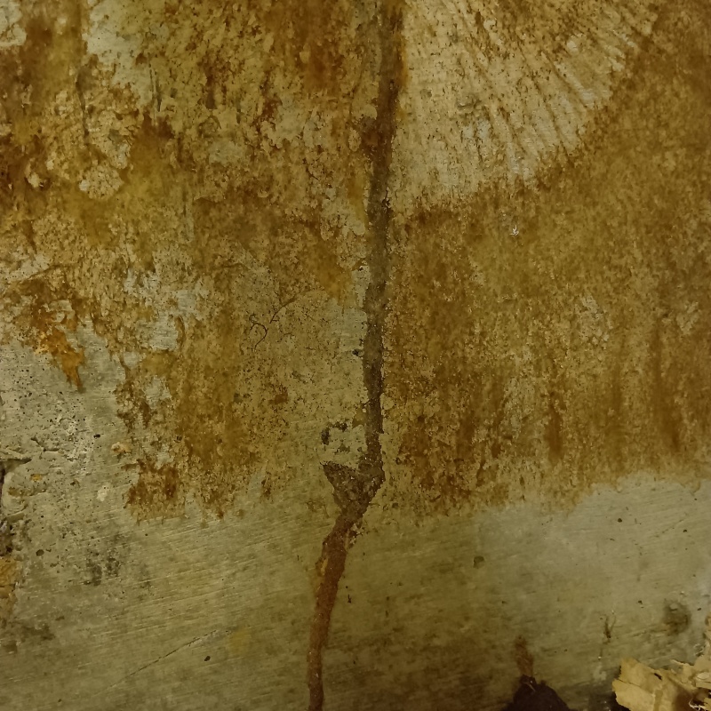 築年数53年のシロアリ駆除の施工事例（佐賀県杵島郡大町町大町）