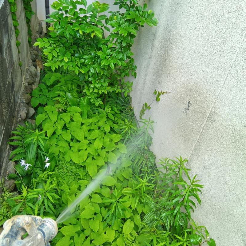 外壁や草木にシロアリ駆除剤を散布