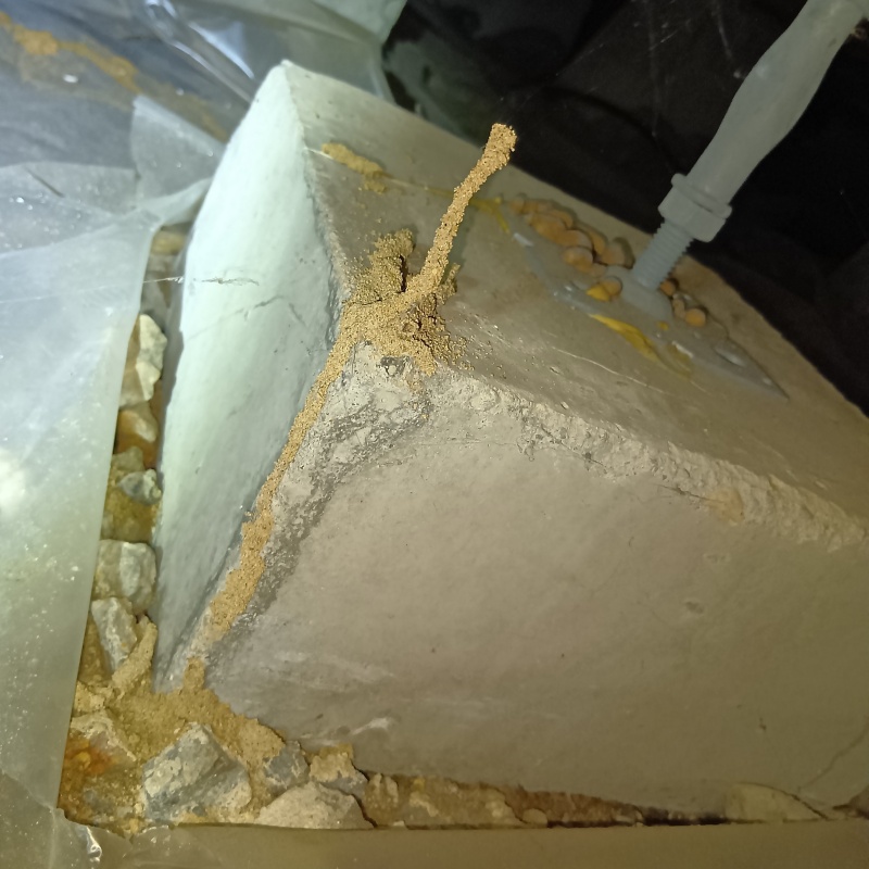 築年数50年のシロアリ駆除の施工事例（富山県高岡市姫野）