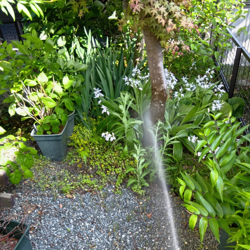 庭の草木にシロアリ駆除剤を散布