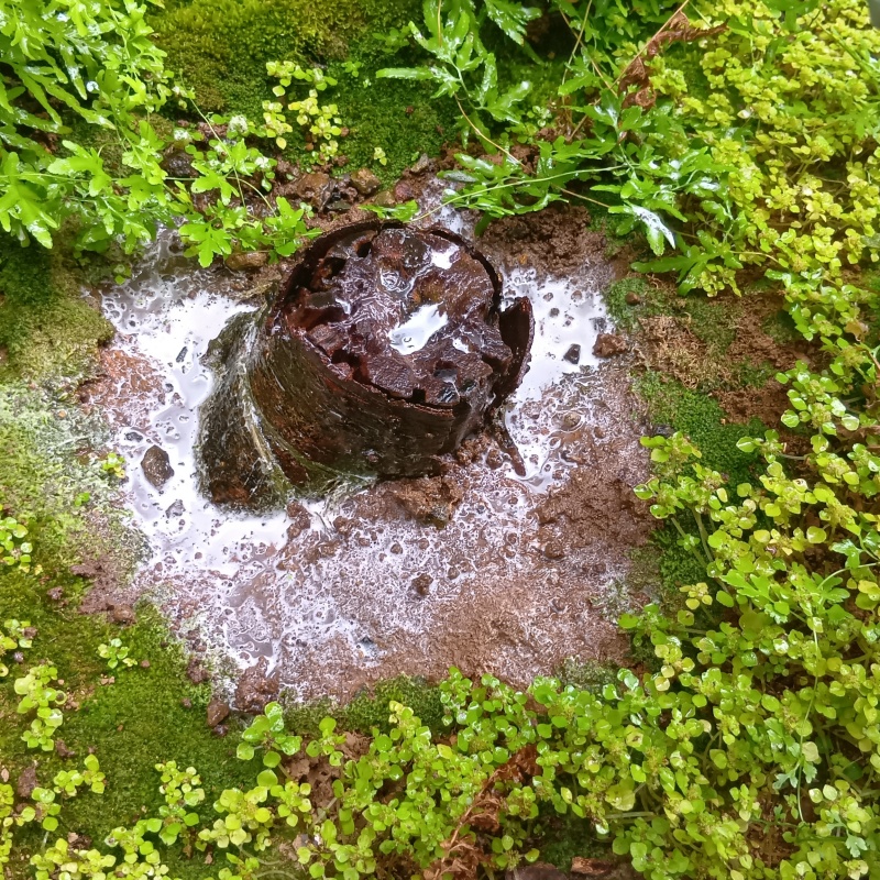 切り株まわりの土壌にシロアリ駆除剤を散布