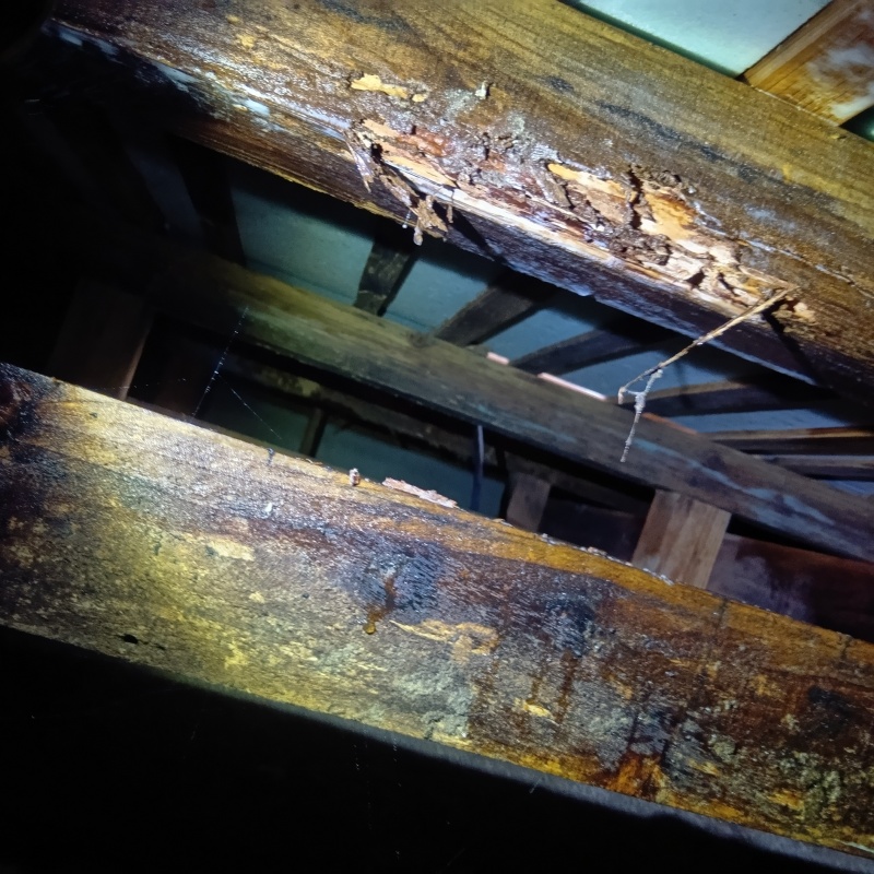 床下木材にシロアリ駆除剤を散布した様子