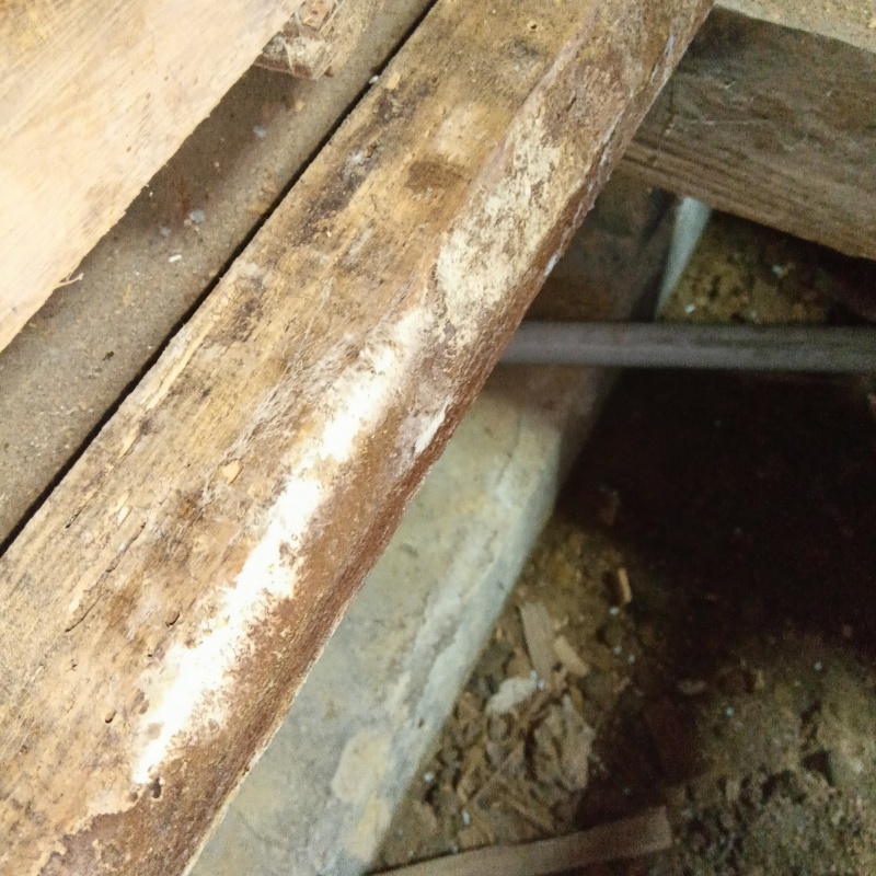 築年数30年のシロアリ駆除の施工事例（新潟県上越市本道）