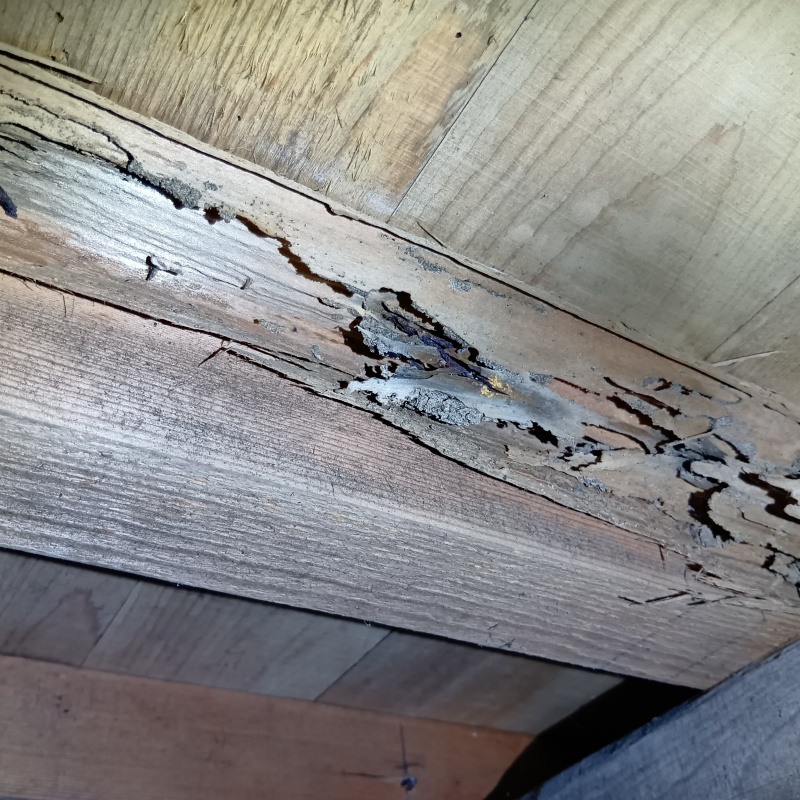 築年数50年のシロアリ駆除の施工事例（茨城県神栖市知手）