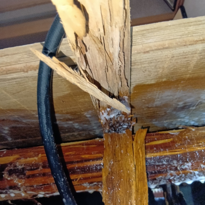 築年数50年のシロアリ駆除の施工事例（福井県敦賀市沓見）