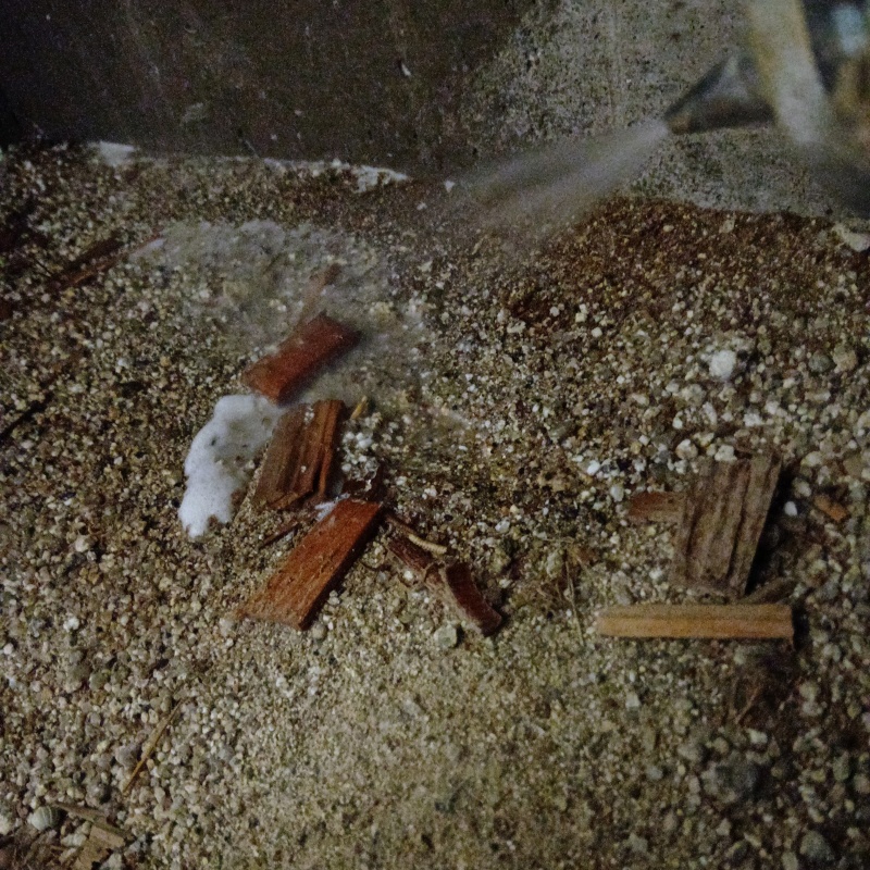 築年数35年のシロアリ駆除の施工事例（福島県伊達郡桑折町万正寺芝堤上）