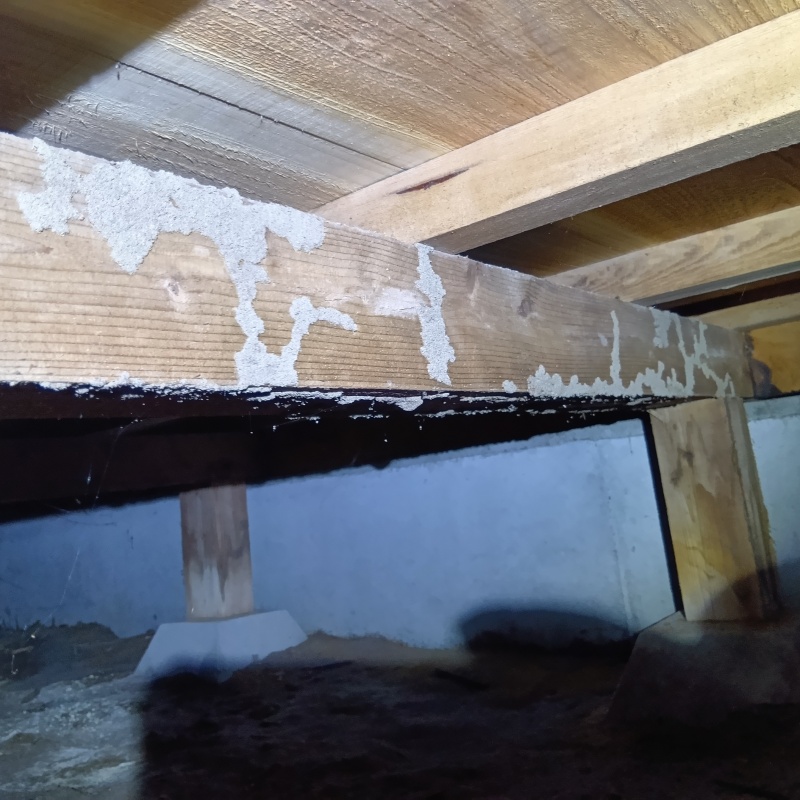 木部に作られたシロアリの蟻道