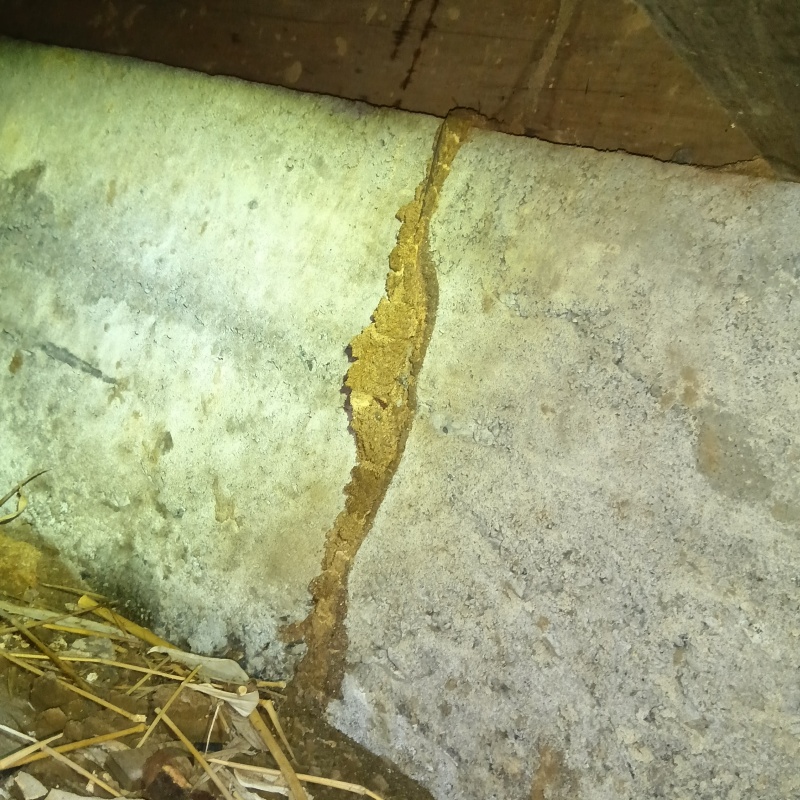 シロアリ駆除の施工事例（静岡県沼津市大岡）