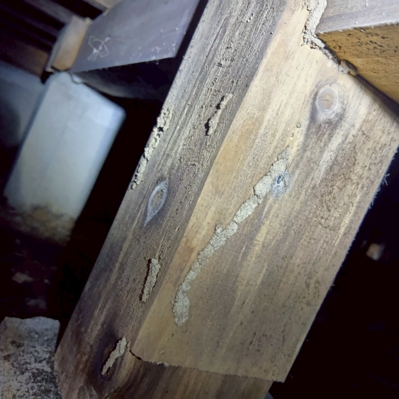 シロアリ駆除の施工事例（三重県四日市市中町）