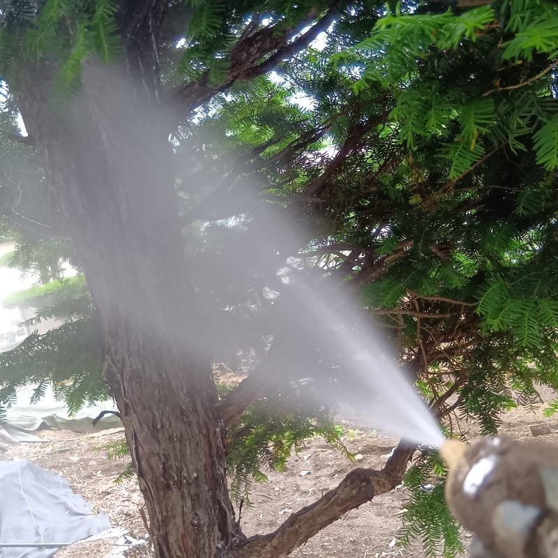 庭木にシロアリ駆除剤を散布