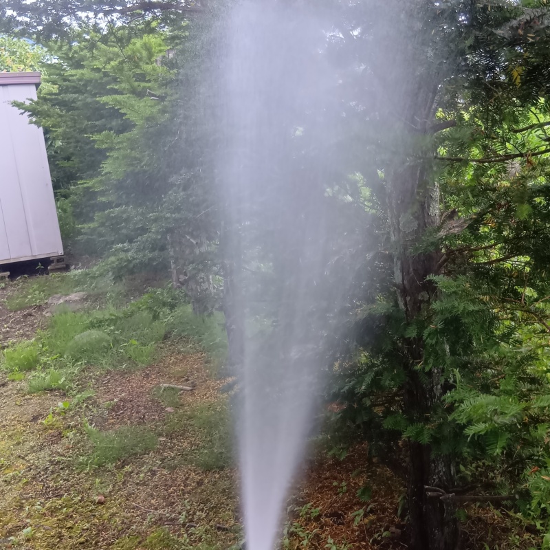 庭木にシロアリ駆除剤を散布