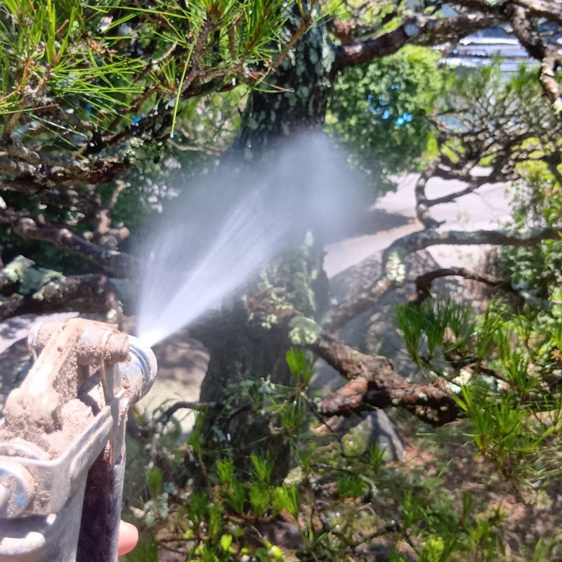 庭木に防蟻剤を散布