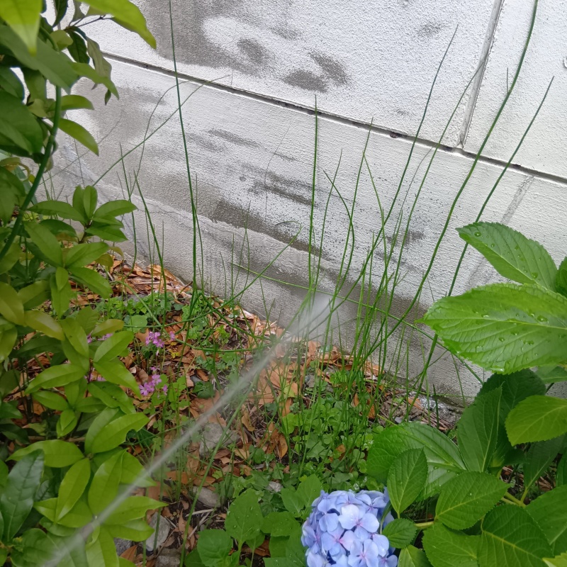 屋外の地面にシロアリ駆除剤を散布