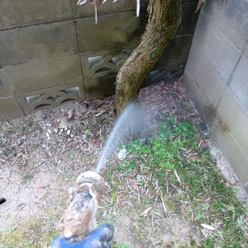 植木まわりにシロアリ駆除剤を散布