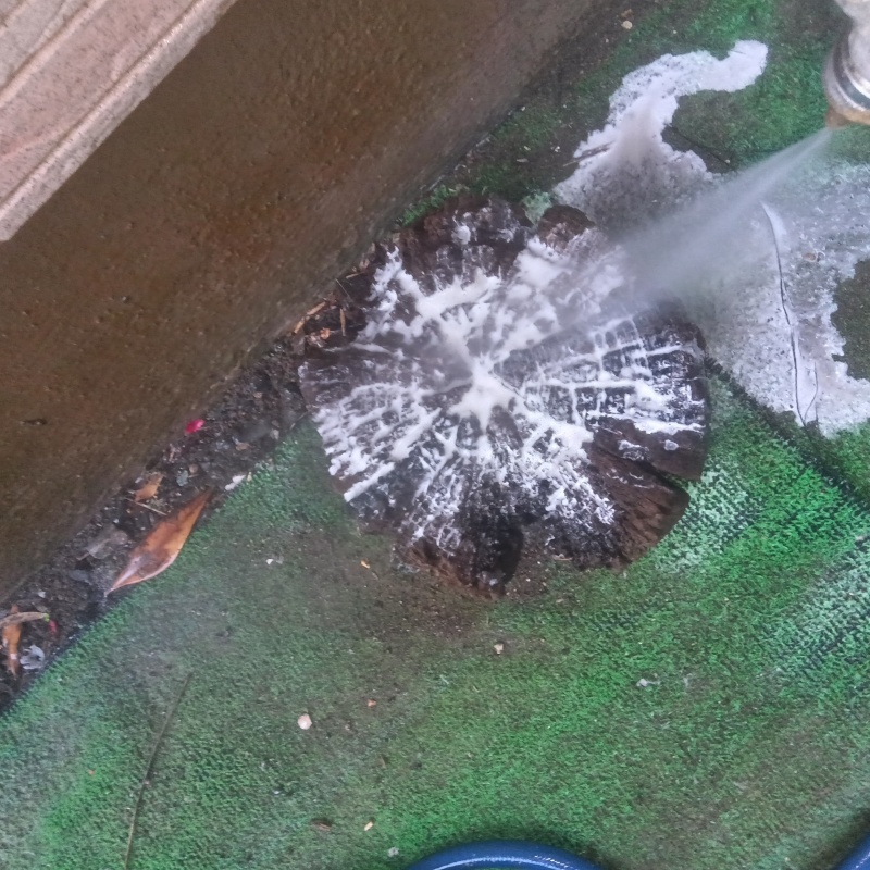 切り株にシロアリ駆除剤を吹き付ける様子