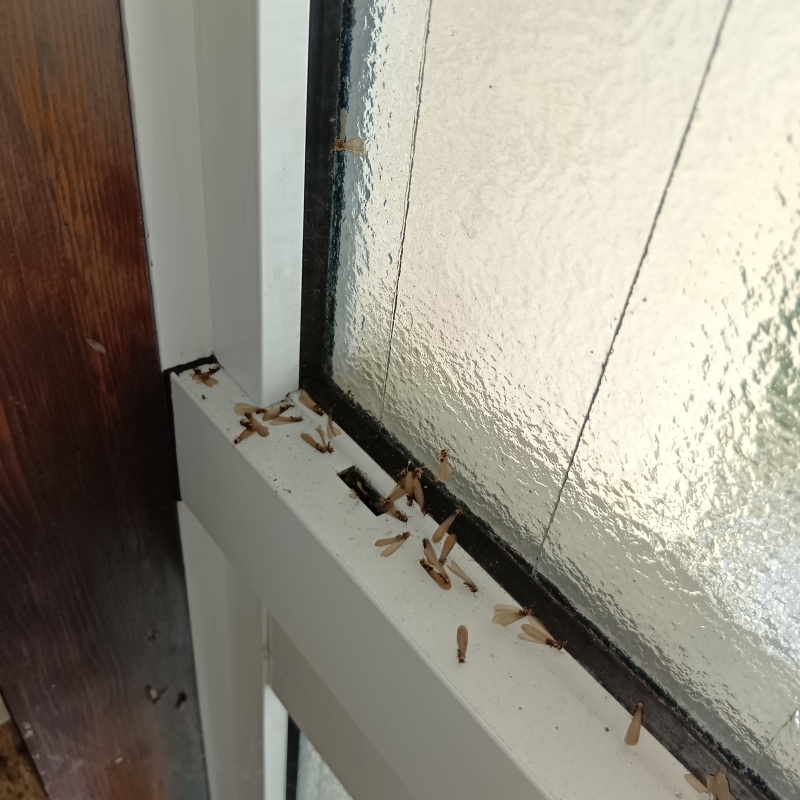 築年数33年のシロアリ駆除の施工事例（神奈川県横浜市青葉区あかね台）