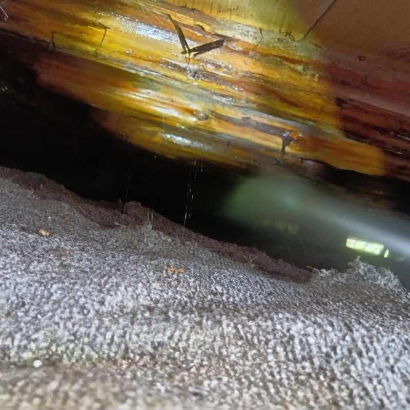 床下の木部にシロアリ駆除剤を散布