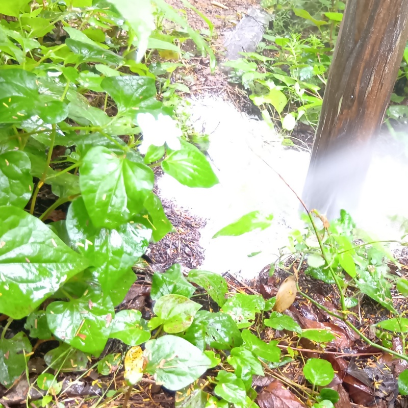 庭の土壌に防蟻剤を散布