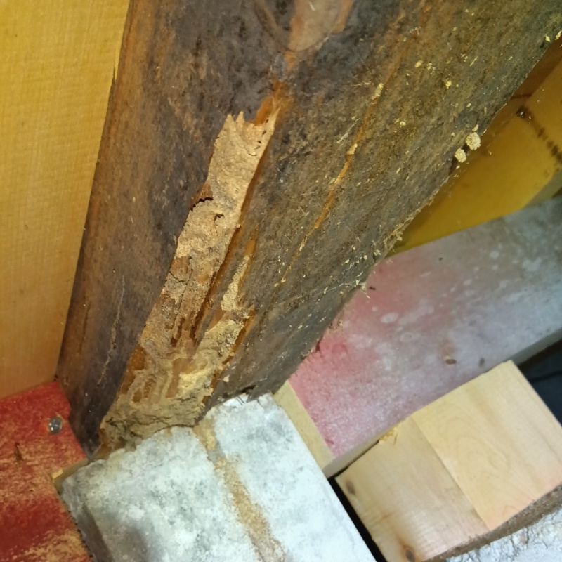 築年数30年のシロアリ駆除の施工事例（新潟県村上市十川）