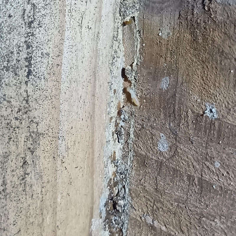 築年数40年のシロアリ駆除の施工事例（福井県坂井市丸岡町羽崎）