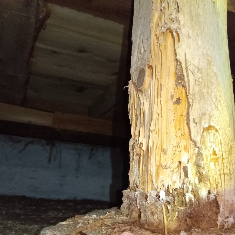 築年数50 年のシロアリ駆除の施工事例（兵庫県丹波市山南町村森）