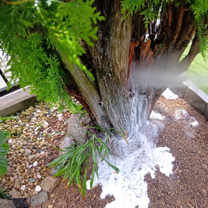 庭の樹木に防蟻剤を散布