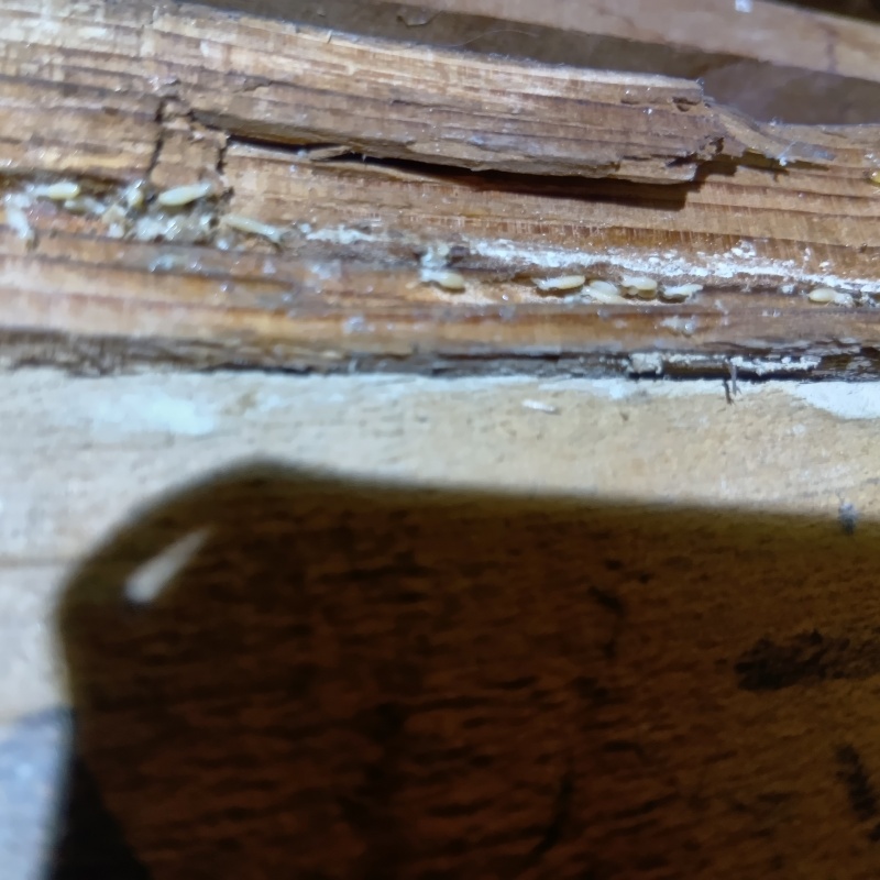 築年数46年のシロアリ駆除の施工事例（富山県富山市下赤江町）