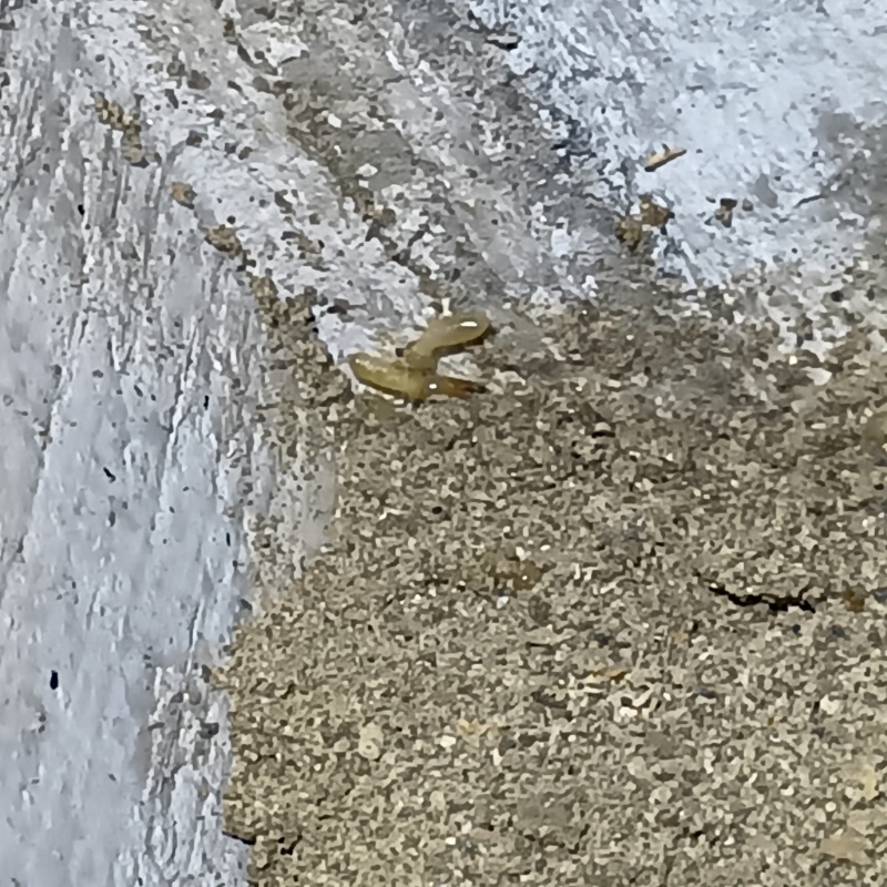 築年数30年のシロアリ駆除の施工事例（石川県金沢市御所町）