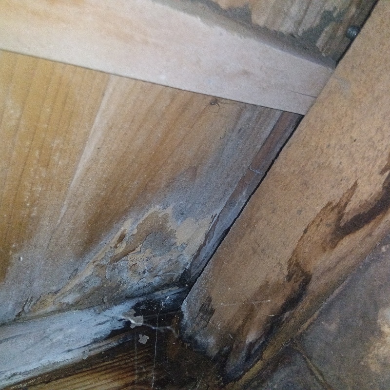 シロアリ駆除の施工事例（神奈川県横須賀市久里浜）