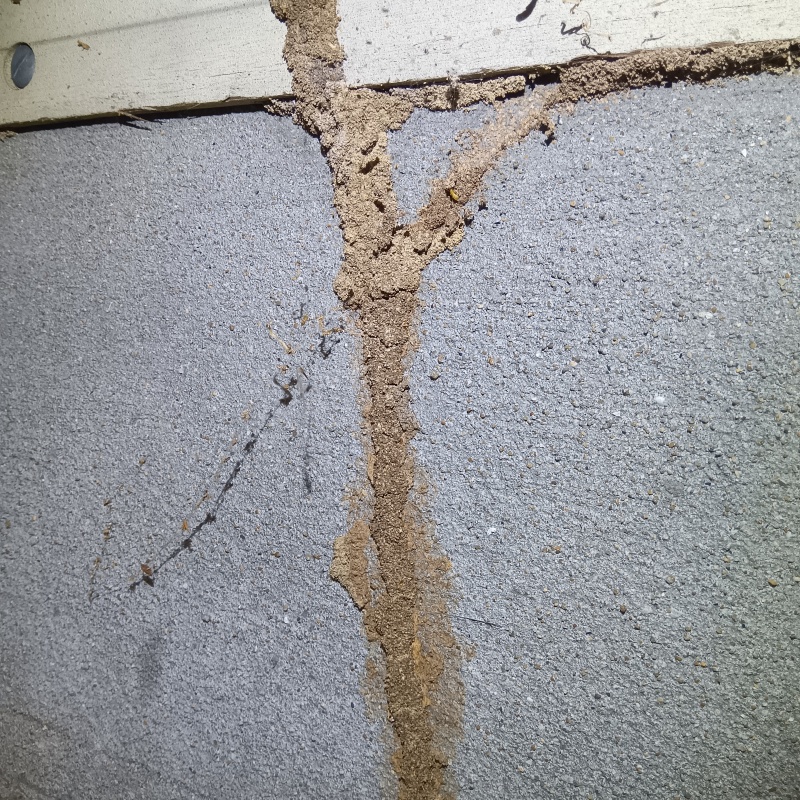 築年数45年のシロアリ駆除の施工事例（福岡県北九州市若松区片山）