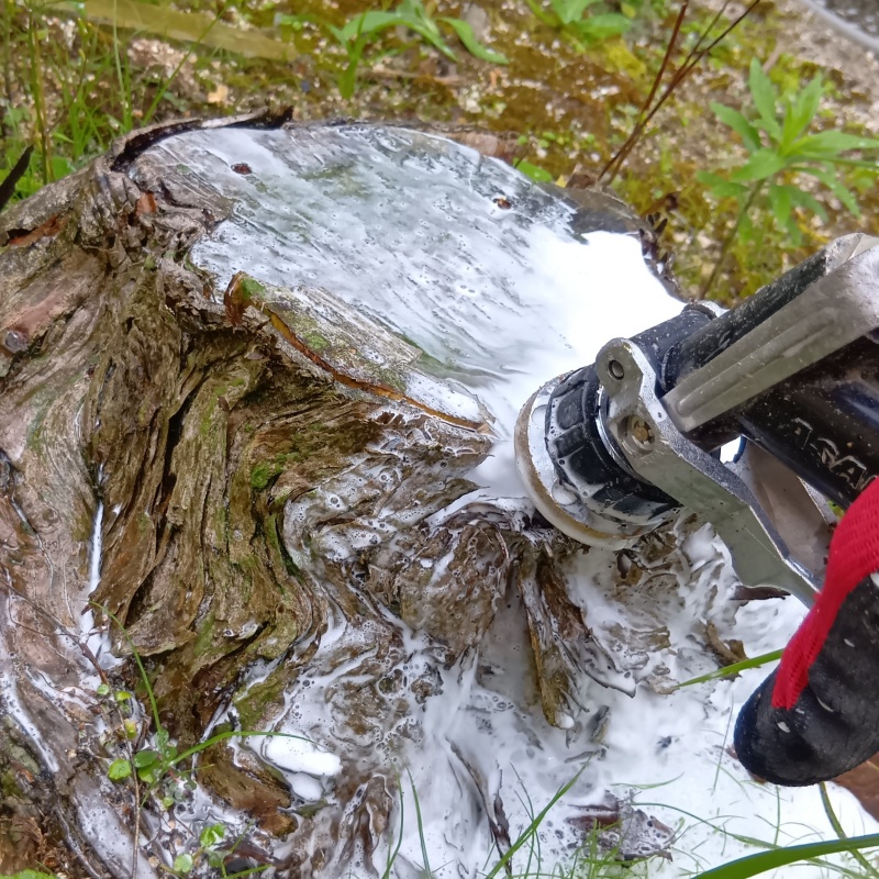 切り株にシロアリ駆除剤を注入