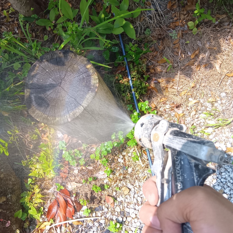 庭の切り株にシロアリ駆除剤を散布