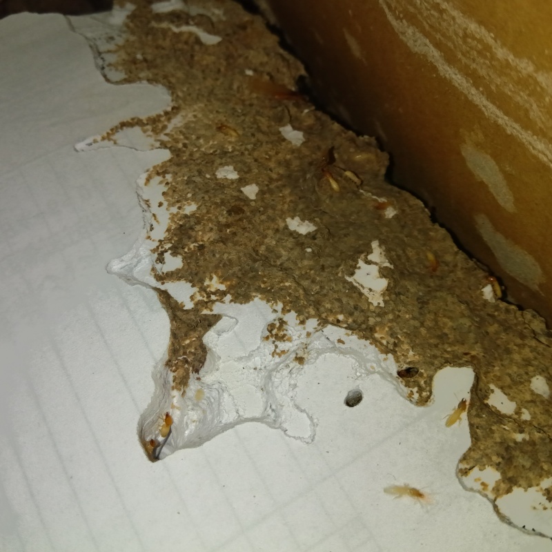 シロアリ駆除の施工事例（大阪府堺市堺区石津北町）