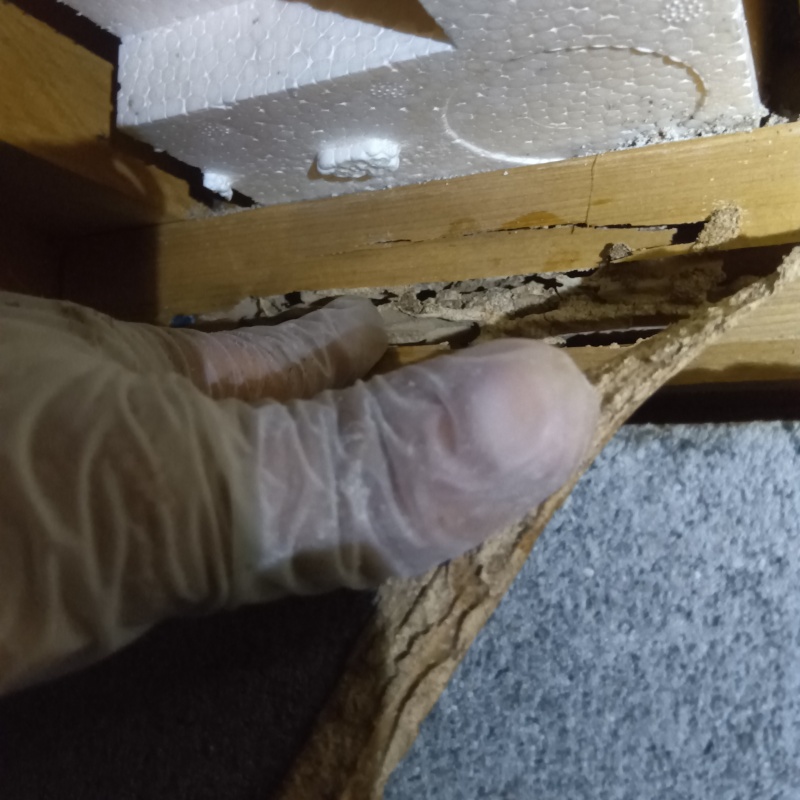 築年数20年のシロアリ駆除の施工事例（高知県高知市横浜）