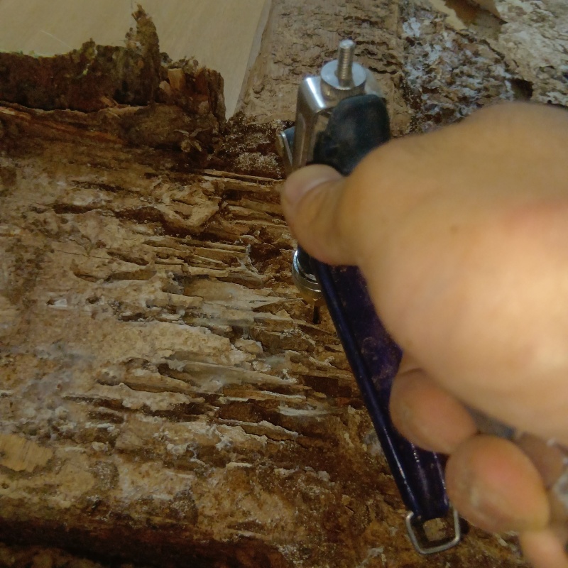 食害を受けた木材にシロアリ駆除剤を散布する様子