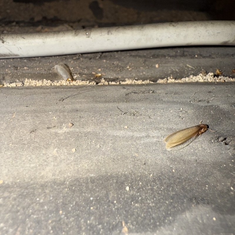 築年数90年のシロアリ駆除の施工事例（福岡県福岡市中央区渡辺通）