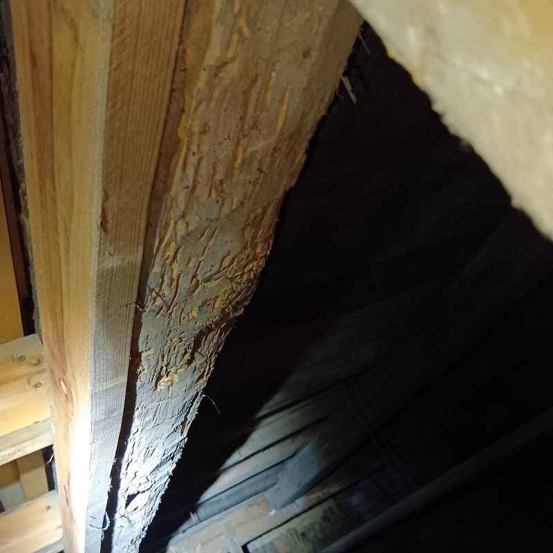 築年数70年のシロアリ駆除の施工事例（福岡県福岡市東区馬出）