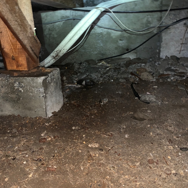 地面・基礎にシロアリ駆除剤を散布した様子