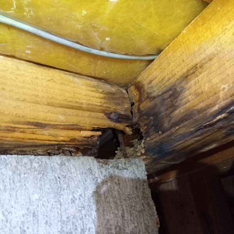 シロアリ駆除の施工事例（大阪府阪南市箱作）