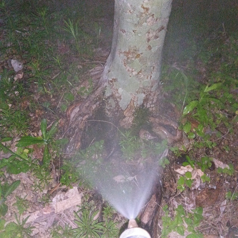 庭木まわりにシロアリ駆除剤を散布